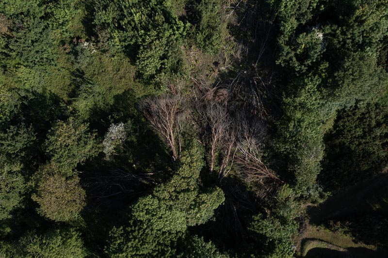 Prohibited Tree Felling