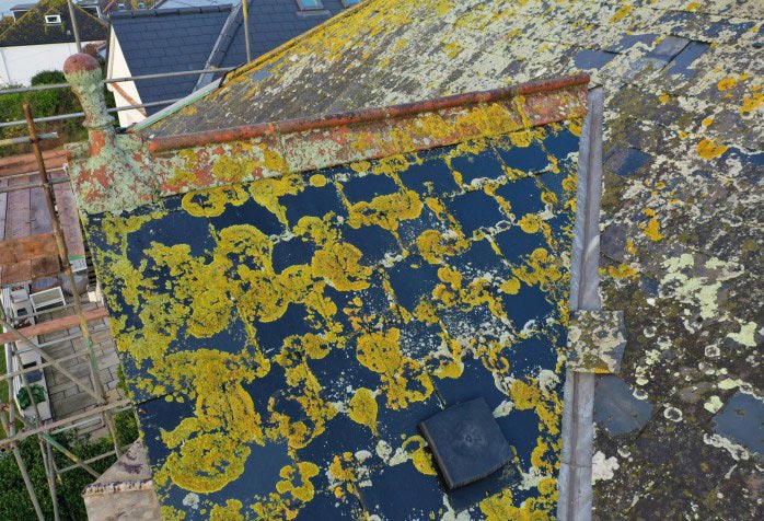 Roof covered in growth